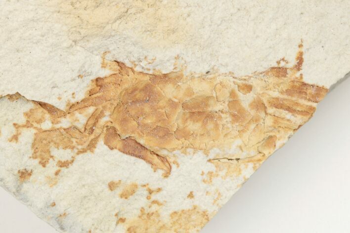 Partial, Miocene Pea Crab (Pinnixa) Fossil - California #204890